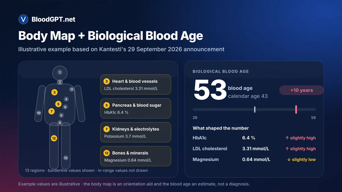 Example body map: four borderline values on a 13-region silhouette beside biological blood age 53 vs calendar age 43